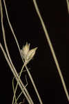 Threeseeded sedge